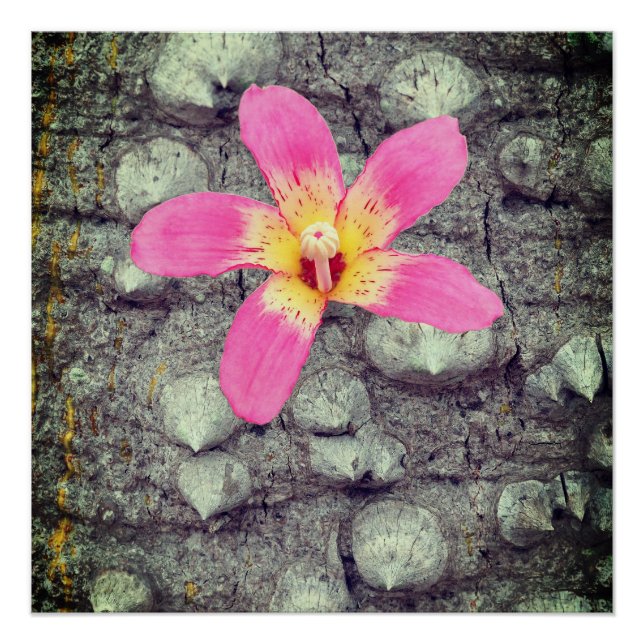The floss silk tree. Ceiba speciosa. Poster (Front)