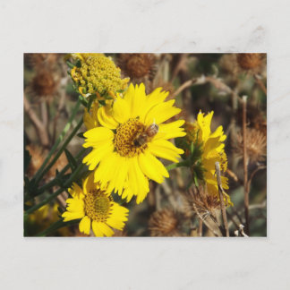 The Flower and the Bee Postcard