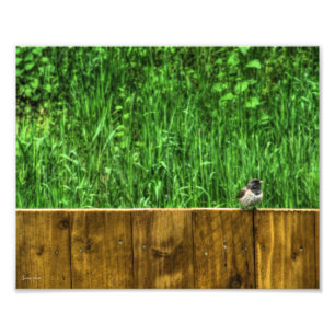 The Fluffy Bird Photo Print