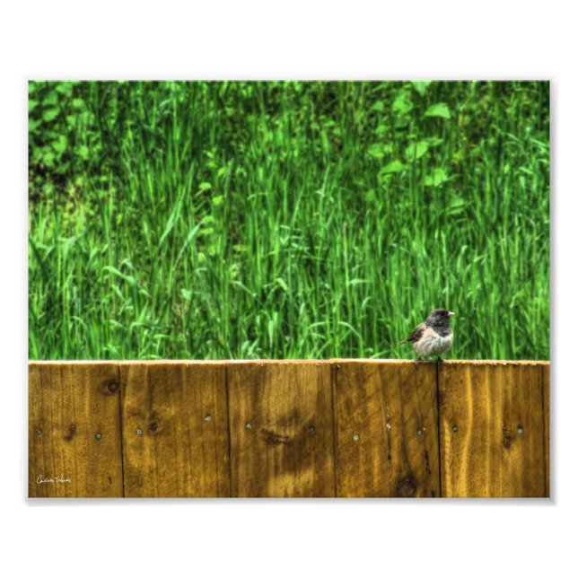 The Fluffy Bird Photo Print (Front)