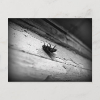 the fly postcard