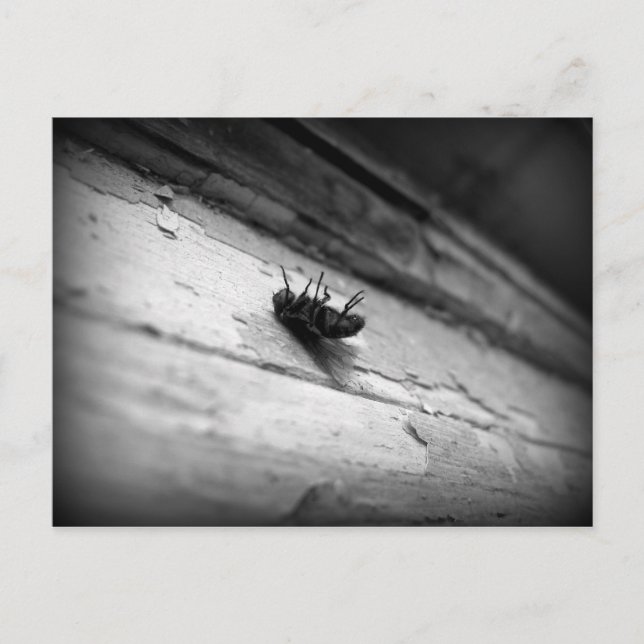 the fly postcard (Front)