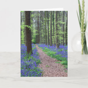 The Forest of Halle   Halle, Belgium Card