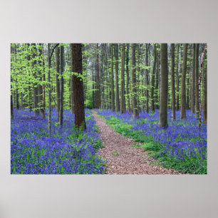 The Forest of Halle Halle, Belgium Poster