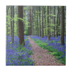 The Forest of Halle   Halle, Belgium Tile