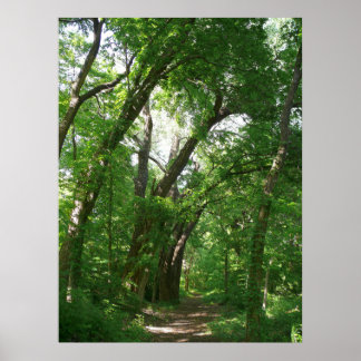 The Forest Poster