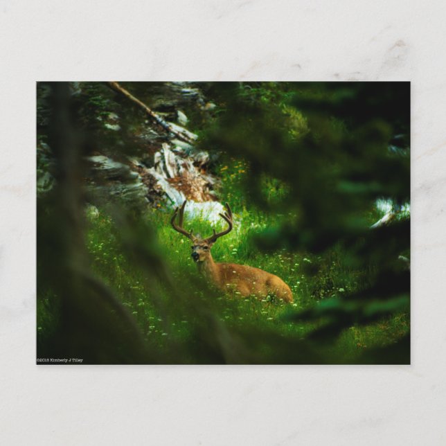 The Forest Prince Postcard (Front)