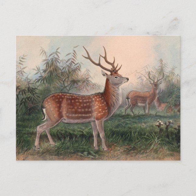 The Formosan Deer by Joseph Wolf Postcard (Front)