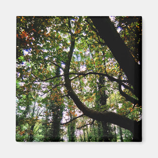 The forrest magnet
