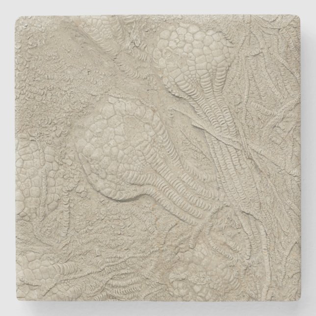The Fossil Collection Stone Coaster (Front)
