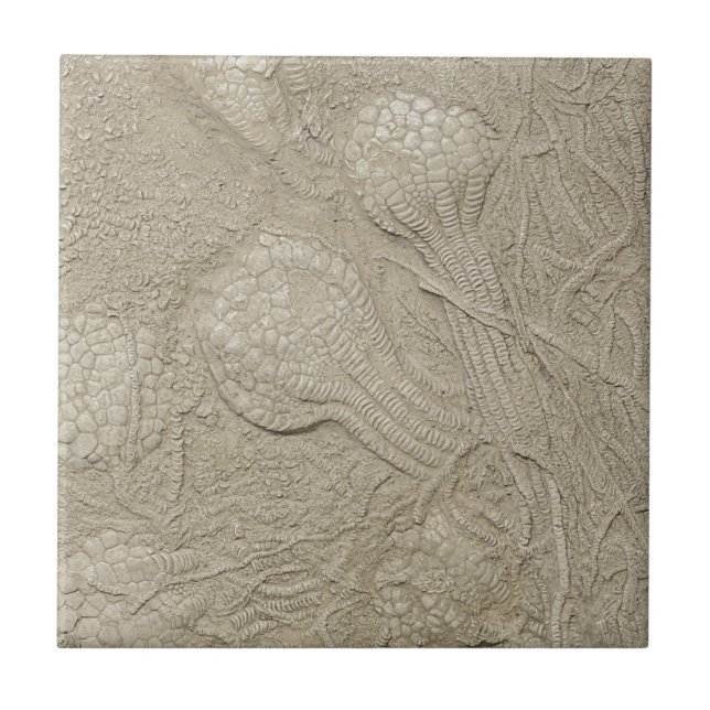 The Fossil Collection Tile (Front)