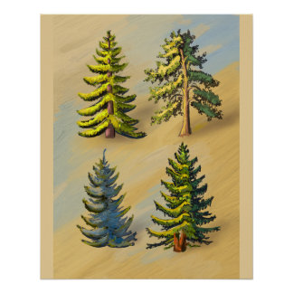 The four varieties of fir trees, botanical. poster