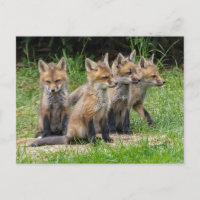 The Free Thinker Fox