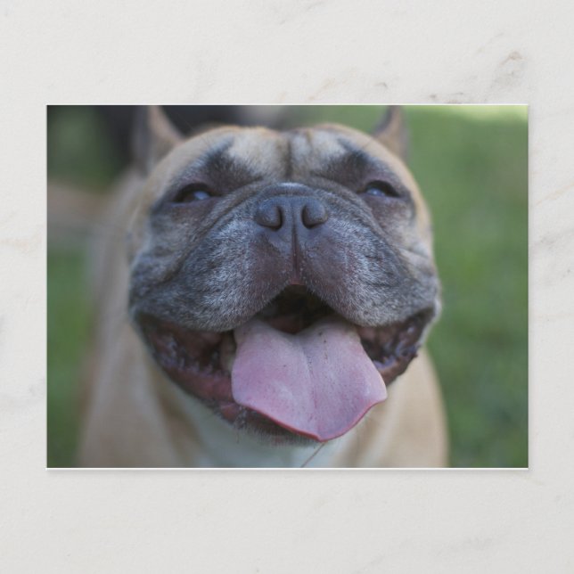 The French Bulldog Postcard (Front)