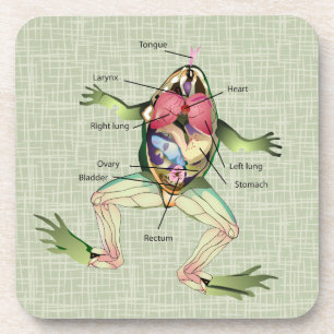 The Frog's Anatomy Coaster