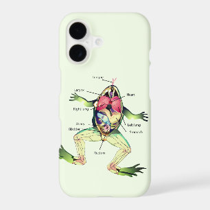 The Frog's Anatomy Green