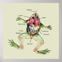 The Frog's Anatomy Green