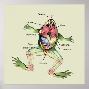 The Frog's Anatomy Green Poster