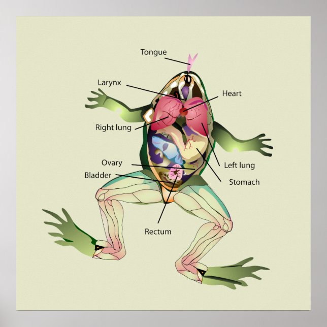 The Frog's Anatomy Green Poster (Front)