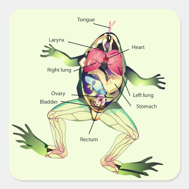 The Frog's Anatomy Green Square Sticker (Front)