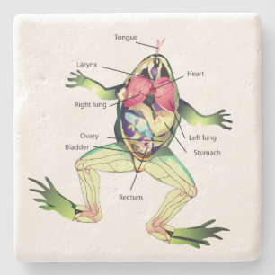 The Frog's Anatomy Green Stone Coaster