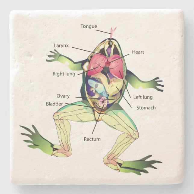 The Frog s Anatomy Green Stone Coaster Zazzle