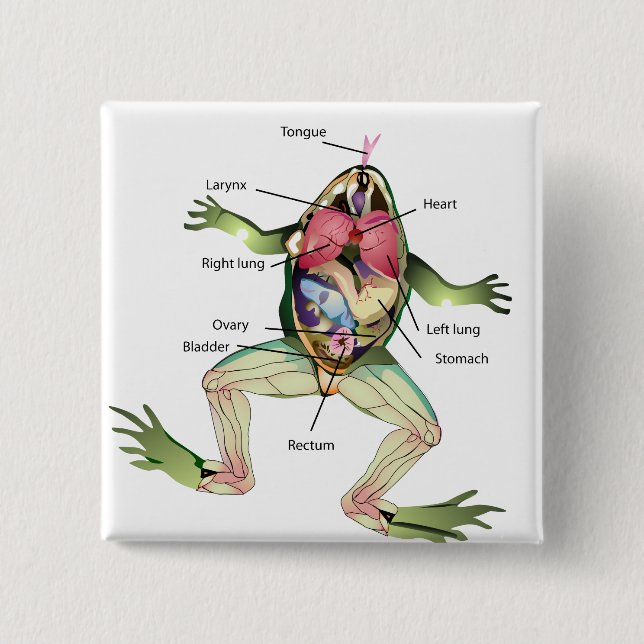 The Frog's Anatomy Illustration 15 Cm Square Badge (Front)
