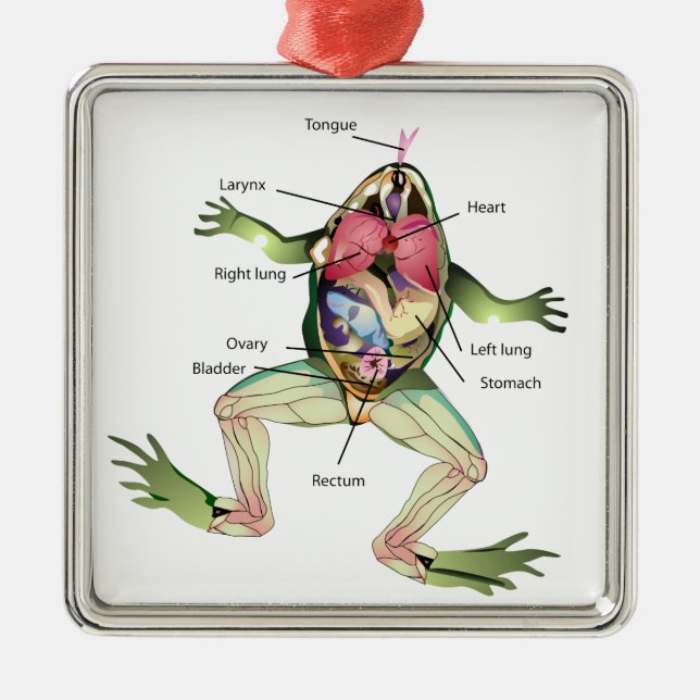 The Frog's Anatomy Illustration Metal Tree Decoration (Front)