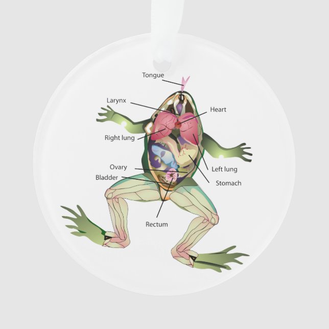 The Frog's Anatomy Illustration Ornament (Front)