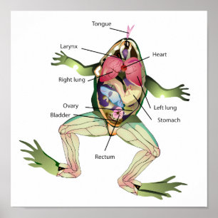 The Frog's Anatomy Illustration Poster