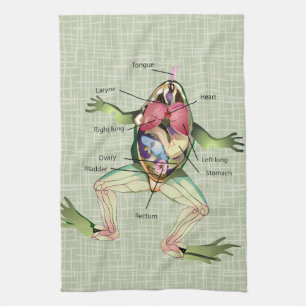The Frog's Anatomy Illustration Tea Towel