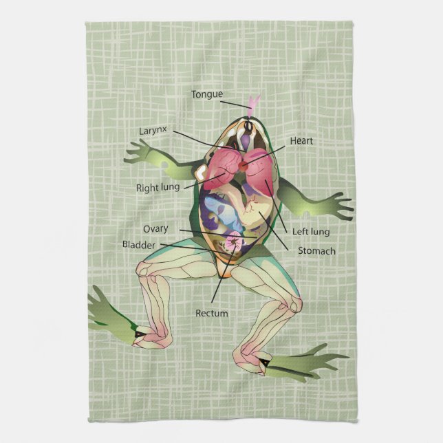 The Frog's Anatomy Illustration Tea Towel (Vertical)