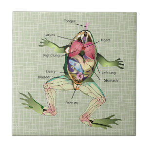 The Frog's Anatomy Illustration Tile