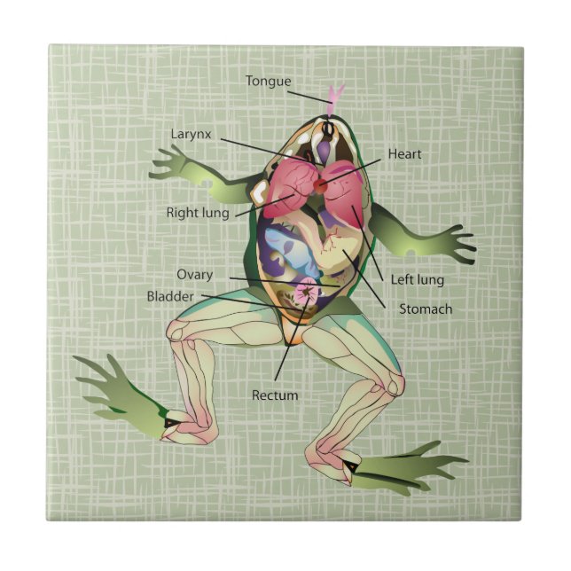 The Frog's Anatomy Illustration Tile (Front)