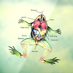 The Frog's Anatomy Window Cling