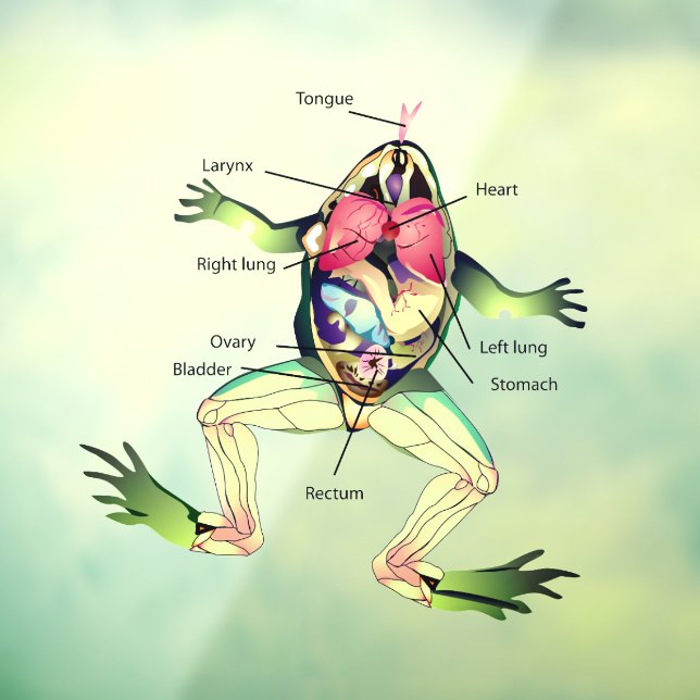 The Frog's Anatomy Window Cling (Sheet 3)