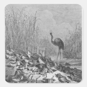 The frogs asking for a king, square sticker
