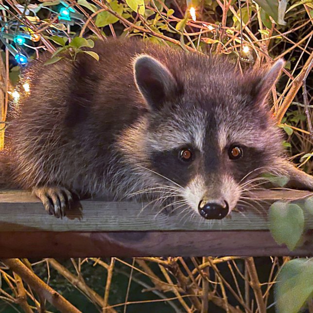 The future is female   Woman T shirt  in black (Creator Uploaded)
