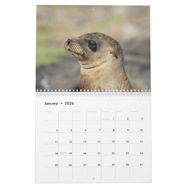 The Galapagos - 12 month wall calendar (Jan 2026)