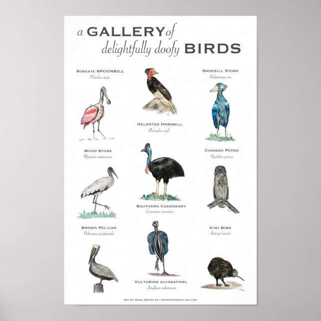 The Gallery of Delightfully Doofy Birds 11x17 Poster (Front)