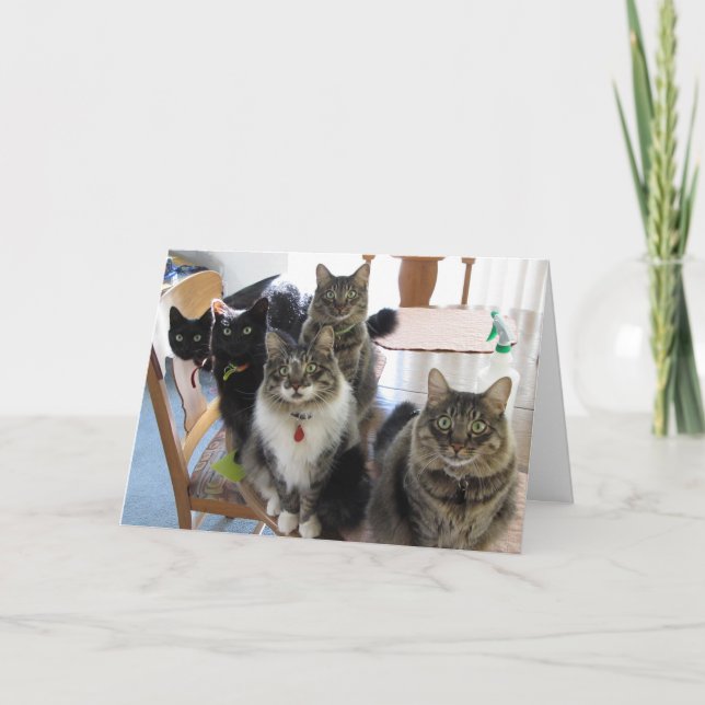 The Gang of Cats Graduation Card (Front)