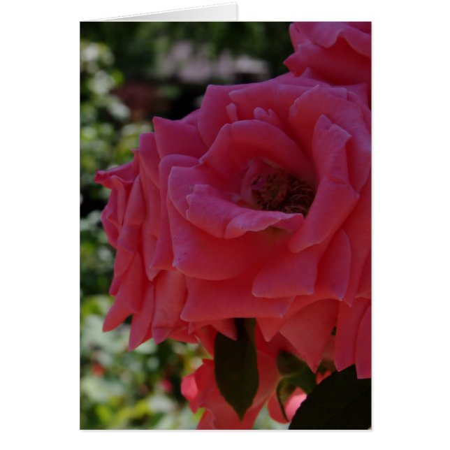 The Garden Card (Front)