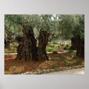 The garden of the Getsêmani in Jerusalem, the Cit Poster