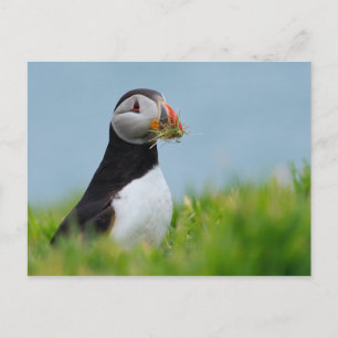 The Gatherer Puffin Postcard