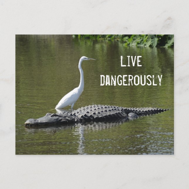 The gator and egret postcard (Front)