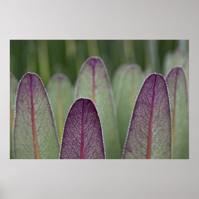 The Giant Lobelias | Rwenzoris Poster (Front)