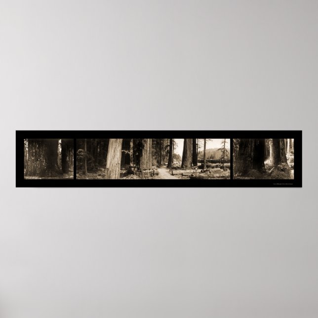 The Giant Redwoods Photo 1912 Poster (Front)