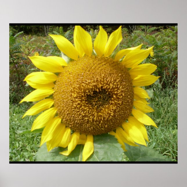 THE GIANT SUNFLOWER poster (Front)