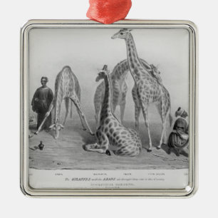 The Giraffes with the Arabs Metal Tree Decoration
