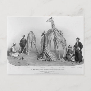 The Giraffes with the Arabs Postcard